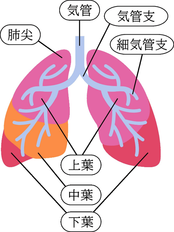 肺炎